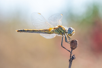 Dragonfly