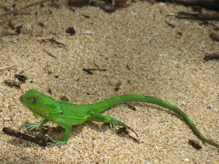 Cahuita, Costa Rica 2
