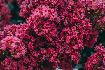 Red Blooming Flower on Tree