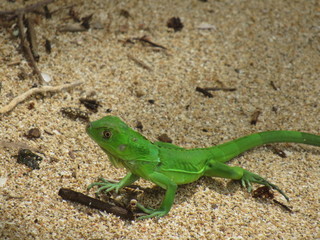 Cahuita, Costa Rica 2