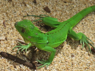 Cahuita, Costa Rica 2
