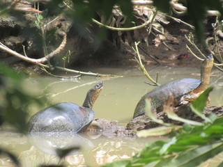 Cahuita, Costa Rica 2