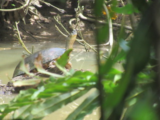 Cahuita, Costa Rica 2