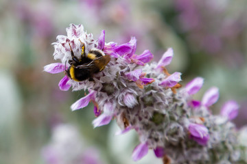 Bee on a flower of Stachys byzantin. Stachys byzantin is a perennial herbaceous plant height of 20-60 cm from the family Lamiaceae.  F