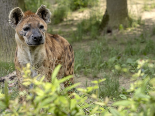 Spotted hyena, Crocuta crocuta, curiously observes photographer