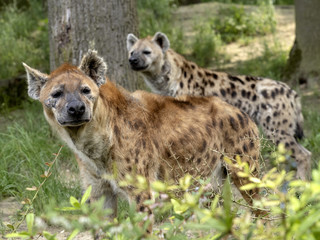 Spotted hyena, Crocuta crocuta, curiously observes photographer