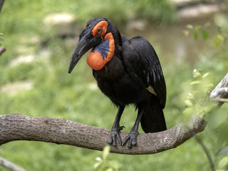 Fototapeta premium A large African hornbill Southern ground, Bucorvus leadbeateri, collects food on the ground