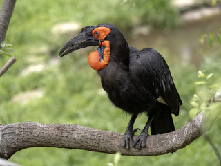 A large African hornbill Southern ground, Bucorvus leadbeateri, collects food on the ground