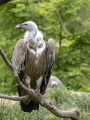 Eurasian Griffon Vulture, Gyps fulvus, Europe's largest flying predator