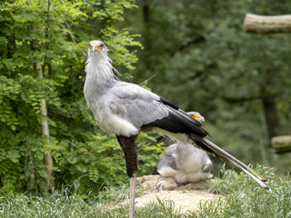 Fototapeta premium Secretary bird, Sagittarius serpentarius, guarding a female on the nest