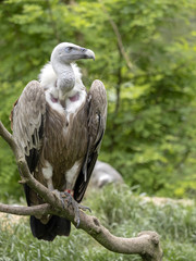 Eurasian Griffon Vulture, Gyps fulvus, Europe's largest flying predator