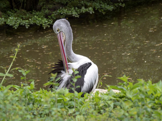 The Australian Pelican, Pelecanus conspicillatus, carefully cleans its feathers