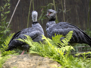 168..Čája chocholatá, Chauna cristata, Southern screamer