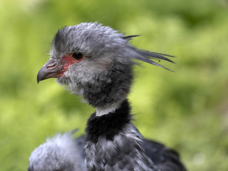 Southern screamer, Chauna cristata, portrait of male