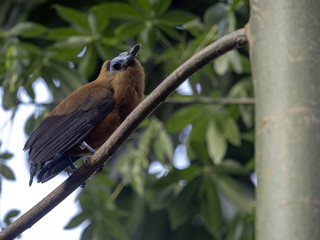 Green Oropendola, Psarocolius viridis, plaiting with grass large nests in branches