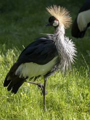 Fototapeta premium Balearica pavoCrowned-Crane, Balearica pavonina gibberifrons, is the most beautiful cranenina gibberifrons, Crowned-Crane