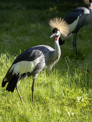 Balearica pavoCrowned-Crane, Balearica pavonina gibberifrons, is the most beautiful cranenina gibberifrons, Crowned-Crane