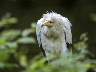 Egyptian vulture, Neophron p. percnopterus, Lesser Carnivorous Vulture