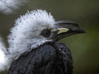 White-crested hornbill, Tropicranus albocristatus albocristatus, smaller hornbill with striking...