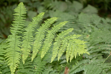 Prickly shield fern close up shoot of plant