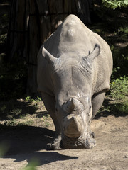 Fototapeta premium Southern White Rhinoceros, Ceratotherium simum simum, is threatened with extinction
