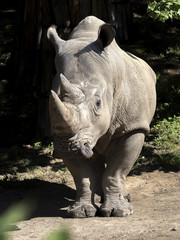 Naklejka premium Southern White Rhinoceros, Ceratotherium simum simum, is threatened with extinction