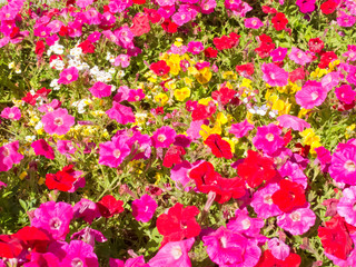 Fototapeta premium Petunia flower garden nature background pattern