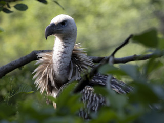 Portrait of Eurasian Griffon Vulture, Gyps fulvus, Europe's largest flying predator
