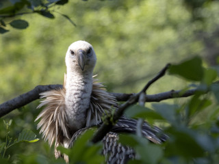 Portrait of Eurasian Griffon Vulture, Gyps fulvus, Europe's largest flying predator