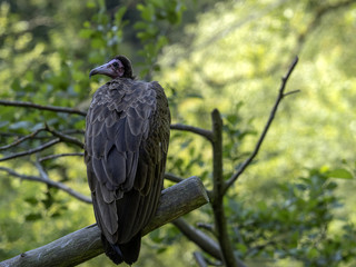 Fototapeta premium Hooded vulture, Necrosyrtes monachus, Lesser African vulture
