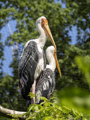 Painted Stork, Mycteria leucocephala, parents preparing nest in branches