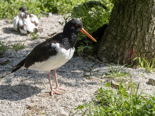 Oystercatcher, Haematopus ostralegus, collects food on the ground