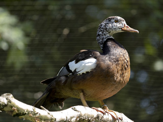 The white-winged duck, Cairina scutulata, is a large, interestingly colored duck