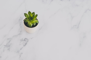 tiny white pot with green succulent plant on marble tabletop