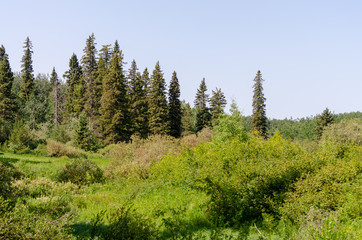 forest in the mountains