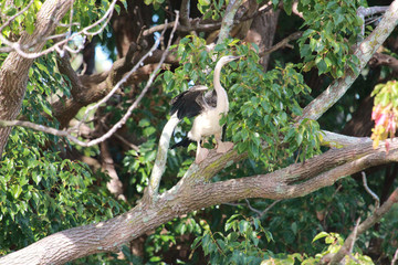Australian Darter Anhinga