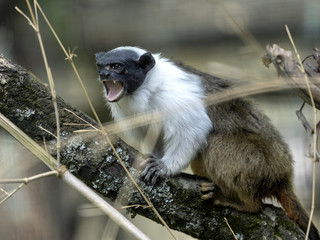 Pied tamarin, Saguinus bicolor, looking for insects in the branches