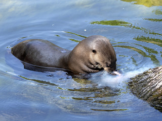 Fototapeta premium Giant otter, Pteronura brasiliensis, otter with caught prey