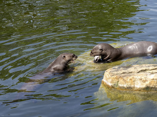 Giant otter, Pteronura brasiliensis, pair of otters with prey caught