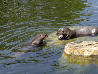 Fototapeta premium Giant otter, Pteronura brasiliensis, pair of otters with prey caught