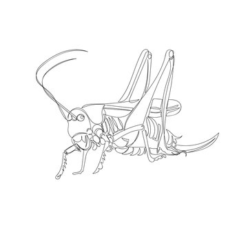 grasshopper. one line. vector image of an insect. graphic image a continuous line