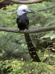 White-crested hornbill, Tropicranus albocristatus albocristatus, smaller hornbill with striking...