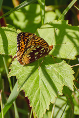 butterfly on leaf