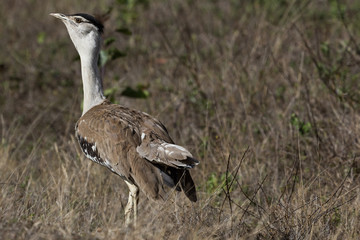 Australian Bustard