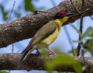 Australian Figbird