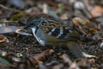 Australian Logrunner