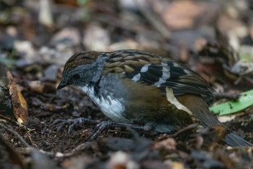 Australian Logrunner