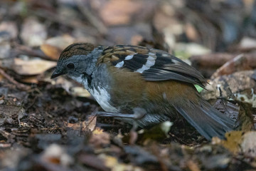 Australian Logrunner