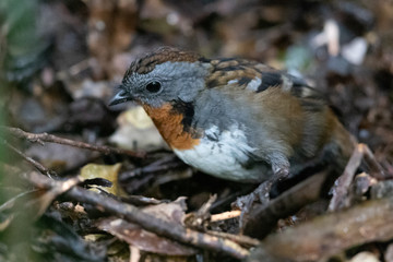 Australian Logrunner