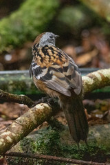 Australian Logrunner